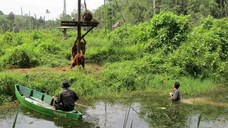 Orang-Utans warten auf einer Fütterungsplattform