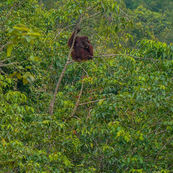 Hauptbild: Ein Orang-Utan geniesst seine Freiheit in den Baumwipfeln. © Sam Rios