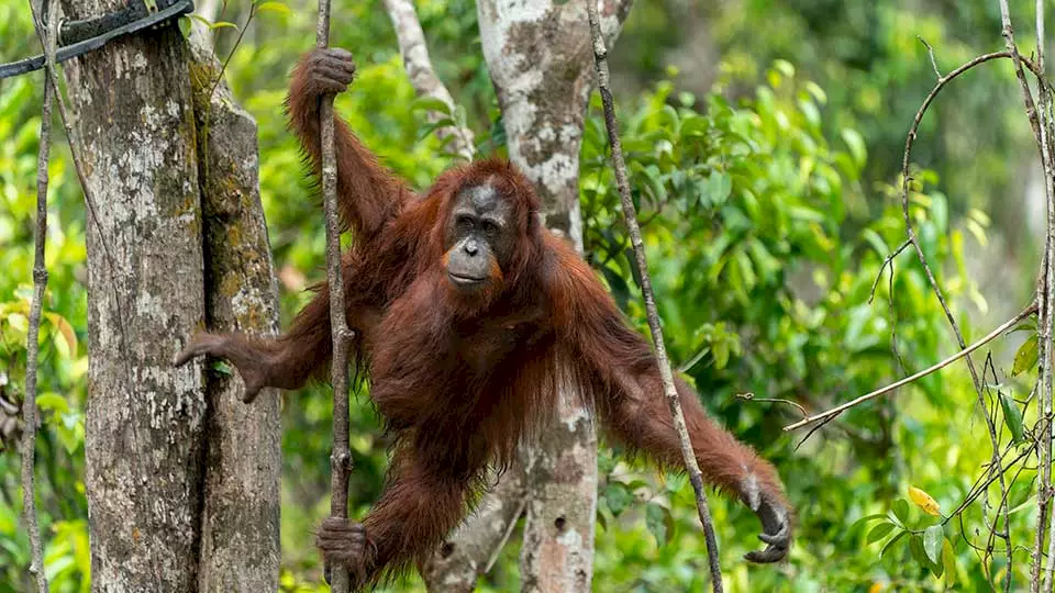 Ein Orang-Utan turnt an einem Baum