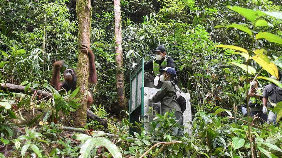 Ein Transportkäfig wird geöffnet, der Orang-Utan springt in die Freiheit