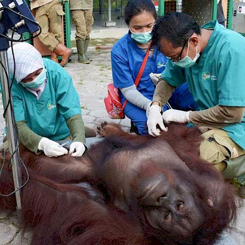 Ein Orang-Utan wird medizinisch untersucht