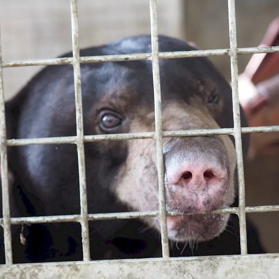 "Malaienbär hinter Gitter" - Wildtierhandel ist einer der Bedrohungsfaktoren für Malaienbären.