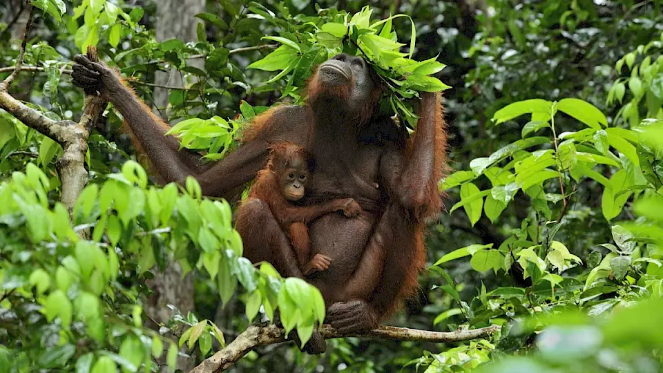 Eine Orang-Utan-Mutter und ihr Baby schützen sich mit Blätter vor dem Regen