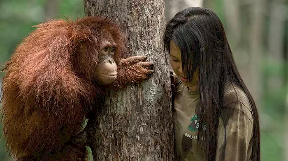 "Orang-Utan und Babysitterin" - In den BOS-Rettungsstationen erhalten Orang-Utan-Waisen Pflege und Zuneigung.