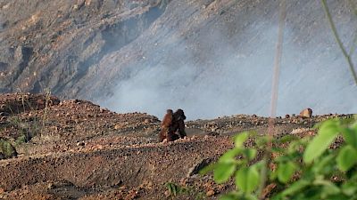 Lebenswichtige Verbindung: Wildtierkorridore