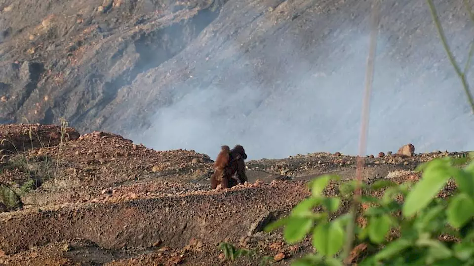 "Orang-Utan auf gerodetem Land" - Symbolisiert die Notwendigkeit der Waldschutzprojekte von BOS Schweiz und CAN.