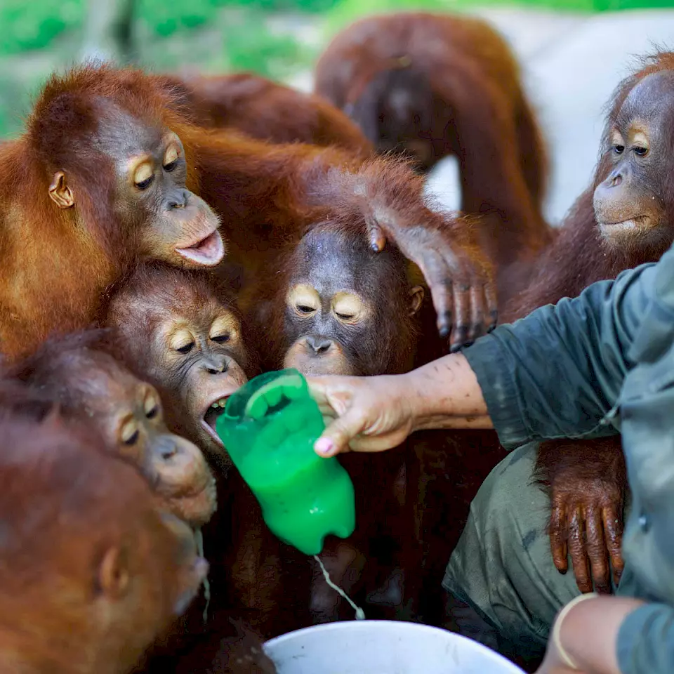 Eine Gruppe Orang-Utans trinkt aus einer zu einem Becher umfunktionierten, aufgeschnittenen Pet-Flasche