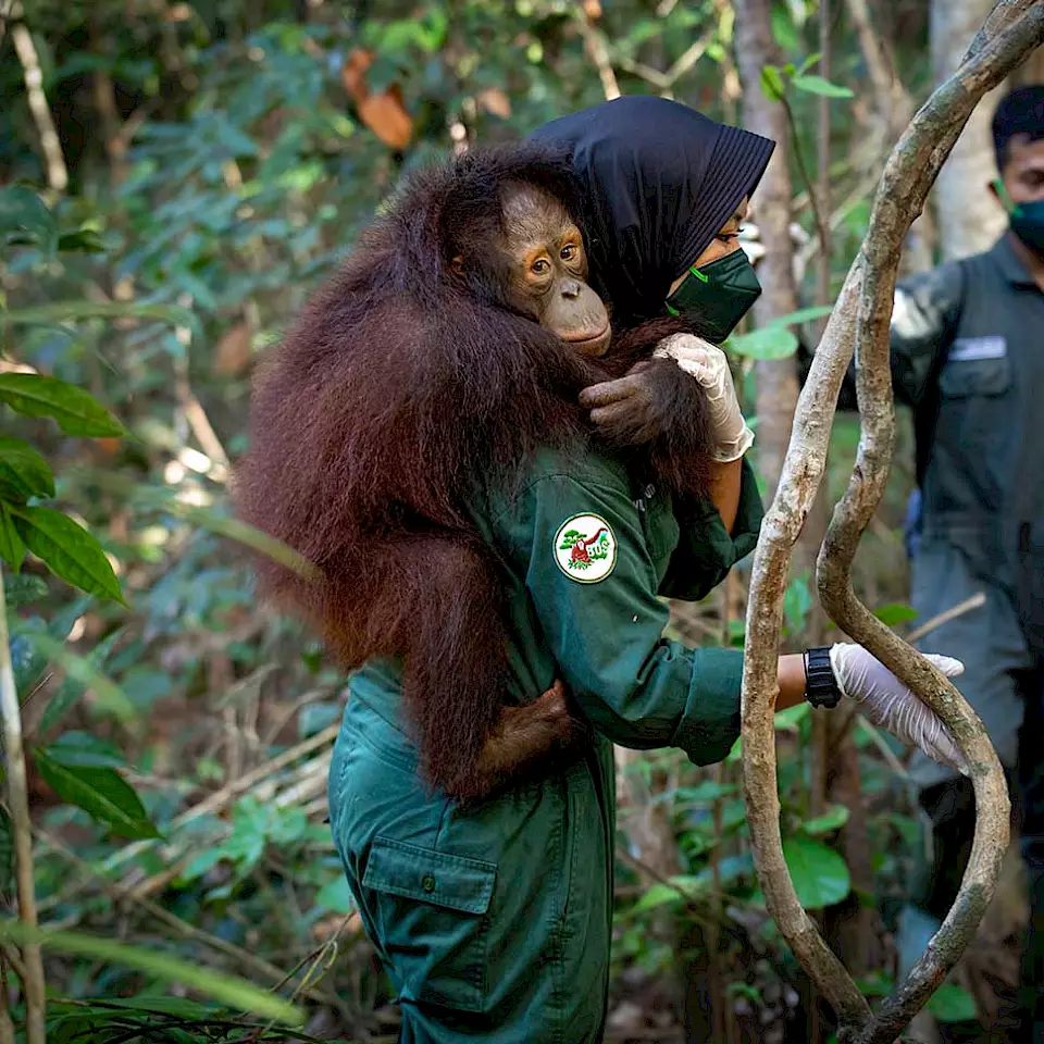 Orang-Utan-Waise klammert sich an seine menschliche Ersatzmutter