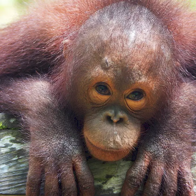 Hauptbild: Orang-Utan Baimah in der BOS-Rettungsstation, wo sie seit ihrer Rettung 2022 lebt. © Björn Vaughn | BOSF | BOS Schweiz