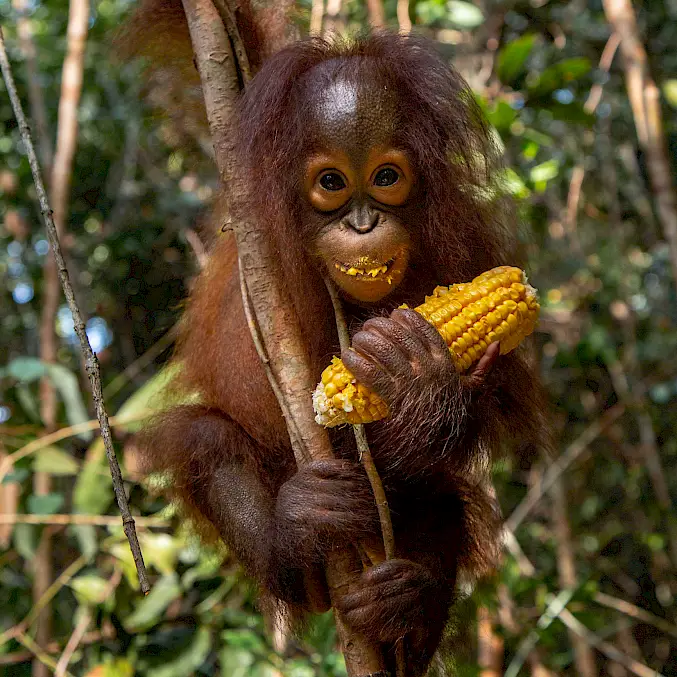 Hauptbild: Orang-Utan-Waise Topan geniesst einen gesunden Snack in der BOS-Waldschule. © Björn Vaughn, BPI | BOSF