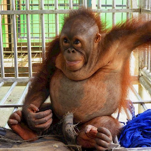 Orang-Utan Baimah bei ihrer Ankunft in der BOS-Rettungsstation