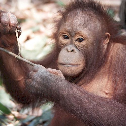 Orang-Utan Baimah spielt mit einem Ast