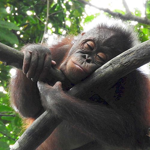 Orang-Utan Baimah schliesst gemütlich die Augen