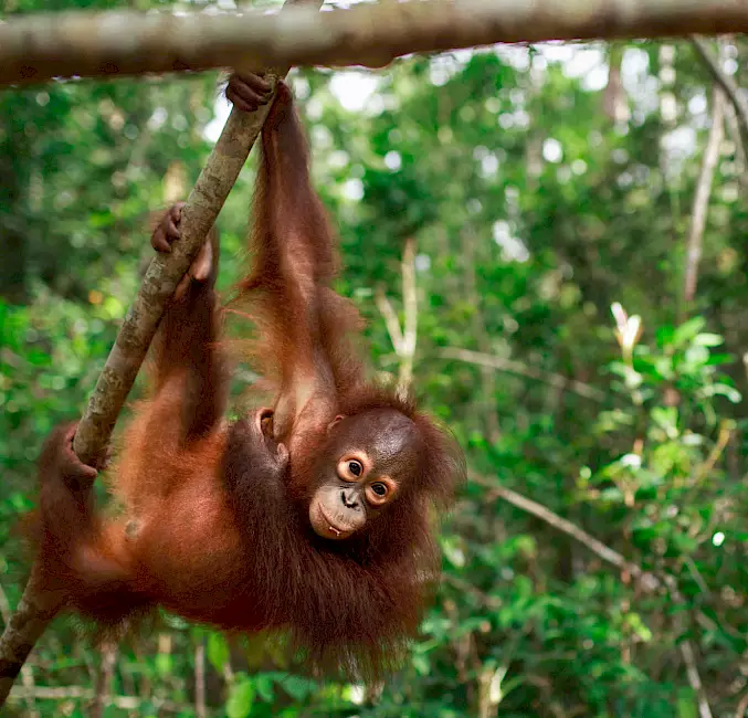 Hauptbild: Orang-Utan-Waise Topan spielt und lernt in der BOS-Waldschule. © Björn Vaughn | BOSF | BOS Schweiz