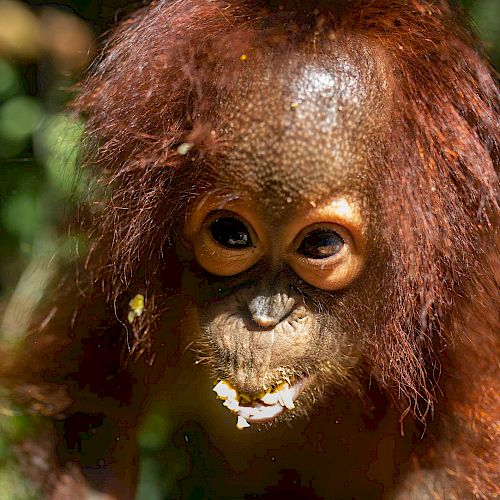 Orang-Utan Topan geniesst einen Snack