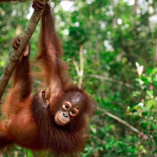 Orang-Utan Topan turnt an einem Ast