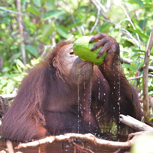 Orang-Utan Topan trinkt frisches Wasser