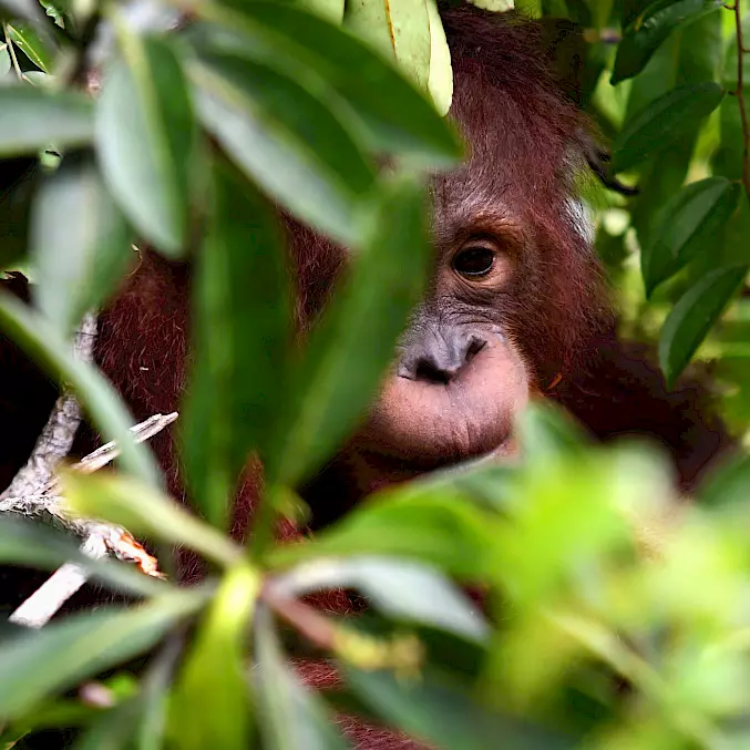 Hauptbild: Orang-Utan Bumi wurde 2016 gerettet und in die BOS-Rettungsstation gebracht. BOSF I BOS Schweiz