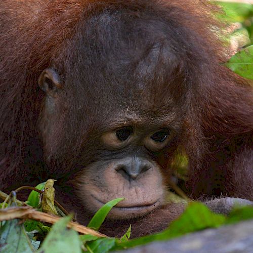 Orang-Utan Bumi schaut sich konzentriert den Boden der BOS-Waldschule an