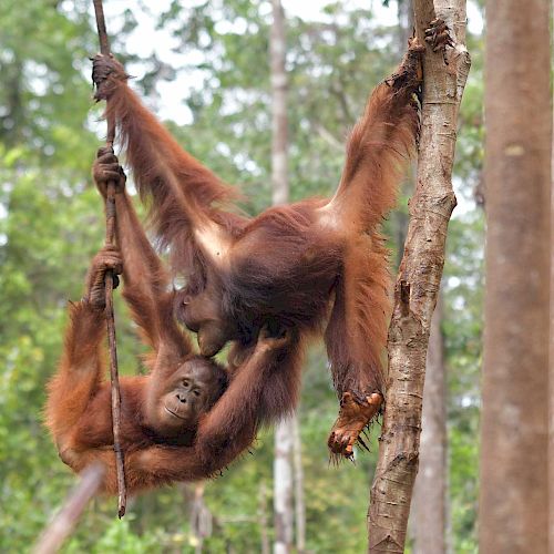 Orang-Utan Bumi turnt durch die BOS-Waldschule