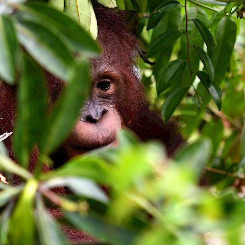 Orang-Utan Bumi schaut durch einen Busch