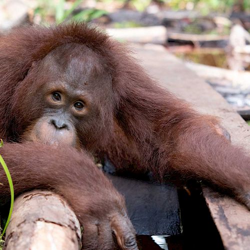 Orang-Utan Bumi schaut gedankenverloren in die Kamera