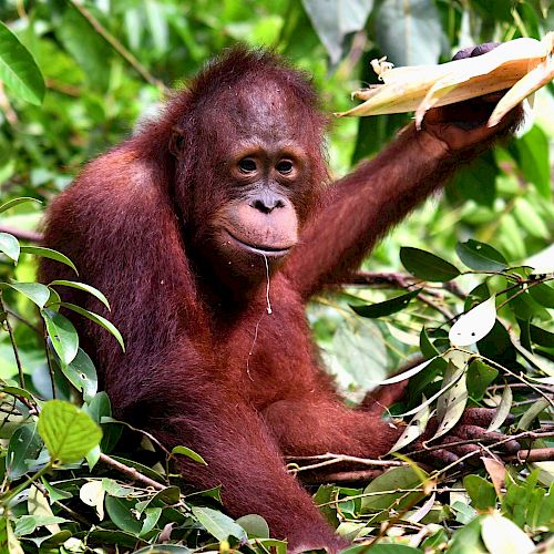 Orang-Utan Bumi isst einen Maiskolben