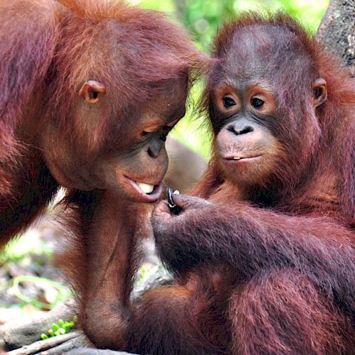 Orang-Utan Bumi und ein Gspänli in der BOS-Waldschule