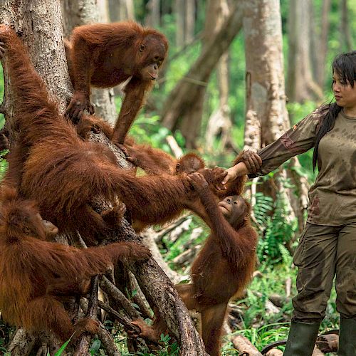 Eine Gruppe Orang-Utans spielt mit einer BOS-Babysitterin