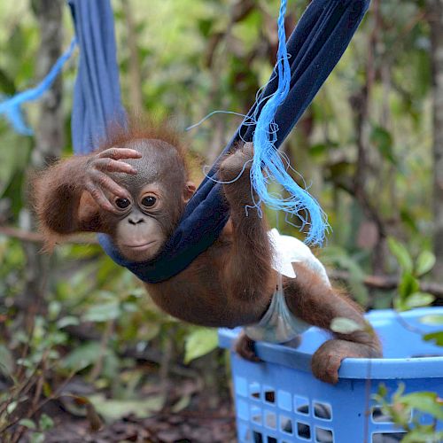 Eine Orang-Utan-Waise spielt in der BOS-Waldschule mit einer Hängematte