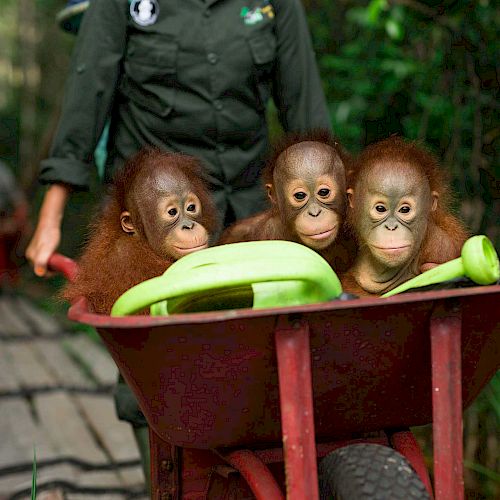 3 Orang-Utan-Waisen werden in einer Schubkarre in die BOS-Waldschule chauffiert