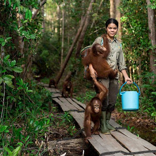 Eine BOS-Babysitterin bringt zwei Orang-Utan-Waisen in die BOS-Waldschule