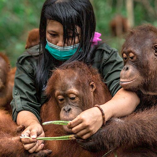 Eine BOS-Babysitterin beschäftigt eine Gruppe Orang-Utans