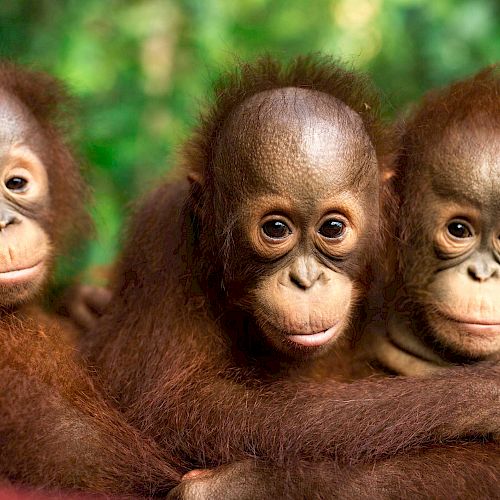 3 Orang-Utan-Waisen schauen in die Kamera