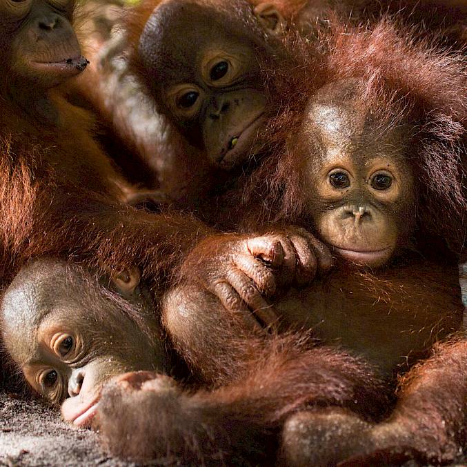 Hauptbild: Eine Gruppe Orang-Utan-Waisen gönnt sich in der Waldschule eine Pause. © Björn Vaughn, BPI | BOSF | BOS Schweiz