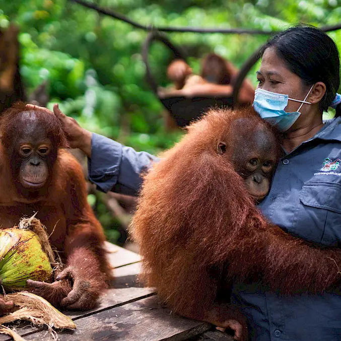 Hauptbild: Eine menschliche Ersatzmutter schenkt zwei Orang-Utan-Waisen Zuneigung und Pflege. © Björn Vaughn | BOSF | BOS Schweiz