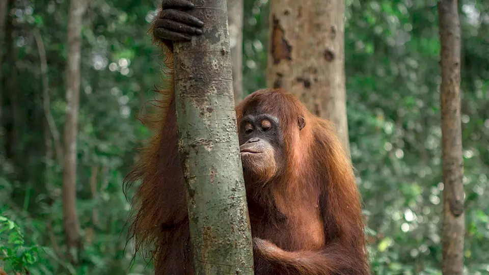 Orang-Utan Kesi küsst einen Baumstamm: Das Bild repräsentiert die Aufforstungskampagne von BOS Schweiz.