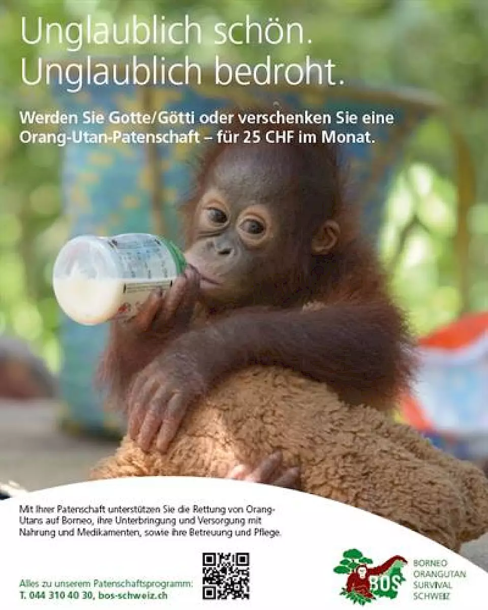 Auf diesem Flyer ist ein Orang-Utan zu sehen, der aus einem Fläschchen trinkt. Dazu die Headline "Unglaublich schön. Unglaublich bedroht."