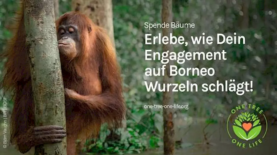 Auf diesem Flyer ist ein Orang-Utan zu sehen, der einen Baum küsst