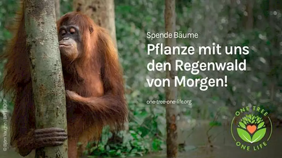 Auf diesem Flyer ist ein Orang-Utan zu sehen, der einen Baum küsst