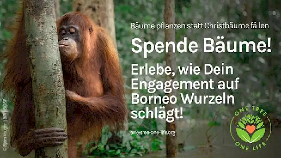 Auf diesem Flyer ist ein Orang-Utan zu sehen, der einen Baum küsst