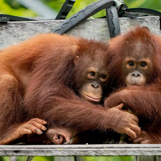 Hauptbild: Zwei Orang-Utan-Waisen umarmen sich in der BOS-Waldschule. © Andrew Suryono | BOSF | BOS Schweiz