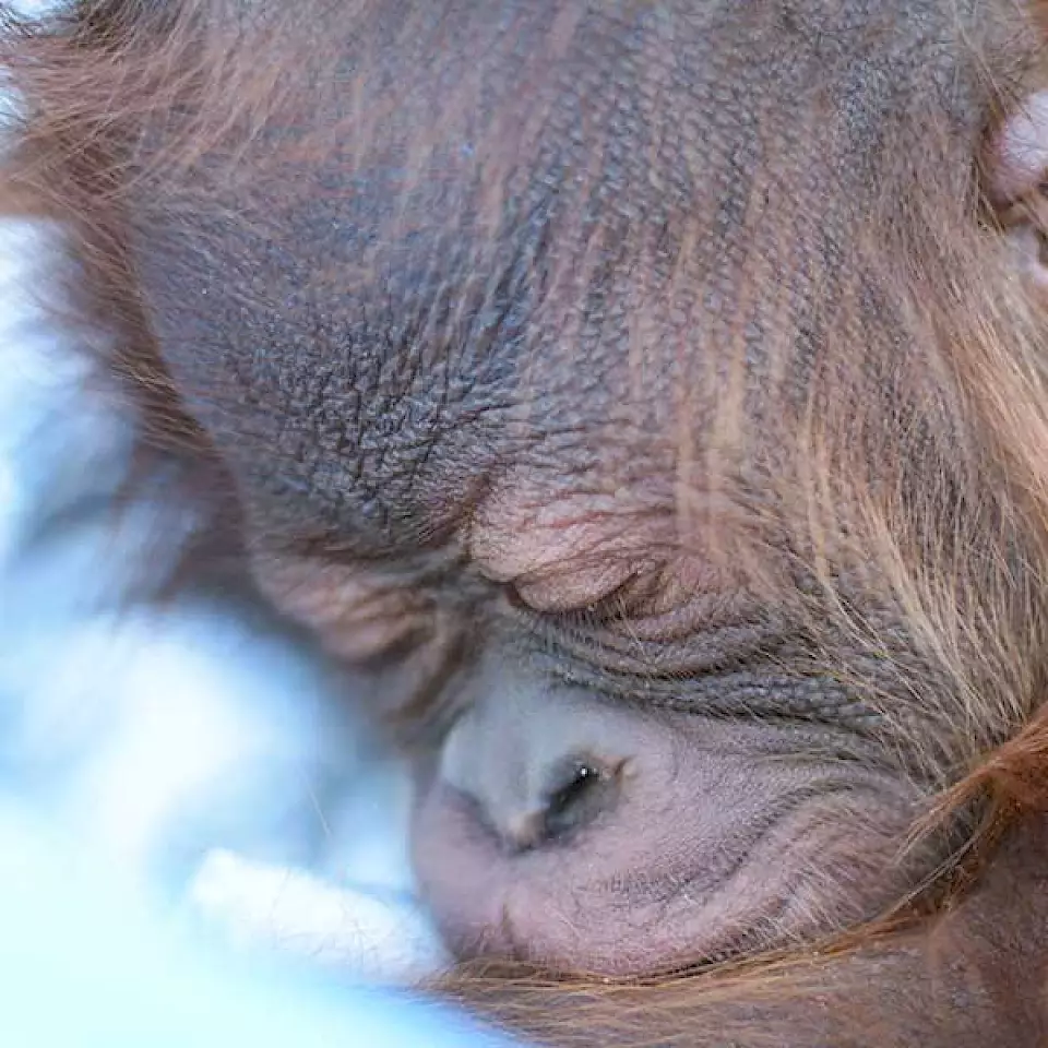 Orang-Utan Bumi bei seiner Ankunft in der BOS-Rettungsstation