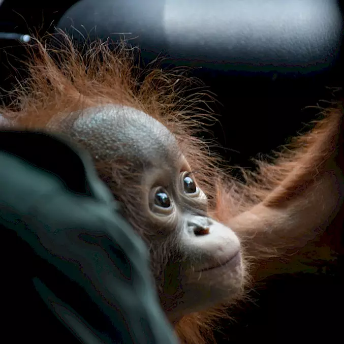 Die Orang-Utan-Waise Selfie lebt seit dem Herbst 2024 in der BOS-Rettungsstation Nyaru Menteng. © BOS Foundation