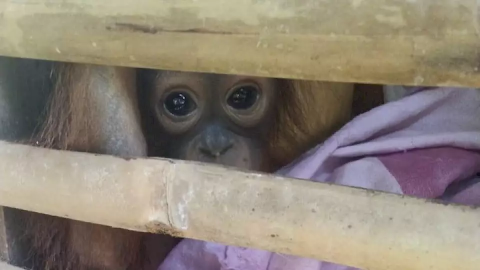 Orang-Utan Selfie in einem Holzverschlag