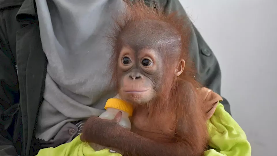 Orang-Utan Selfie in den Armen einer BOS-Tierärztin