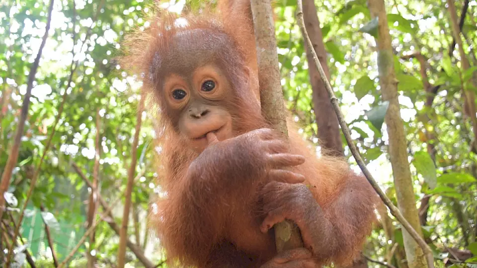 Orang-Utan Selfie in der BOS-Waldschule