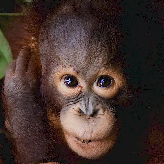 Hauptbild: Die Orang-Utan-Waise Monyo lebt in der BOS-Rettungsstation Nyaru Menteng. © BOS Foundation