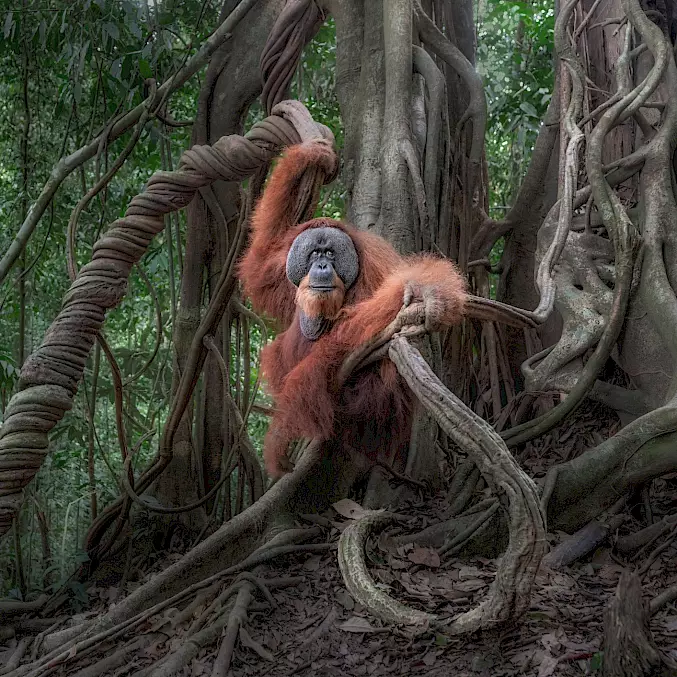 Grosses Bild: So soll es sein – ein Orang-Utan-Männchen in Freiheit. Die Realität sieht leider oft anders aus. © Marco Gaiotti