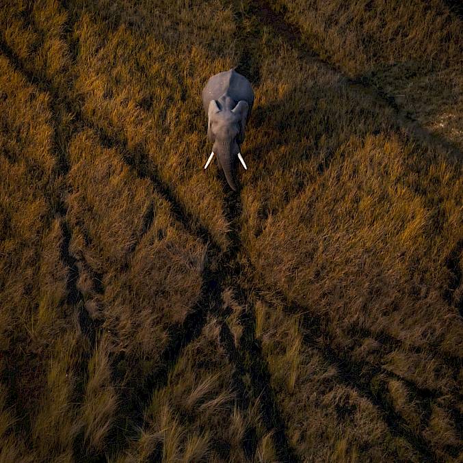 Grosses Bild: Ein Elefant bewegt sich durch die Überschwemmungsgebiete des Okavango-Deltas in Botswana. © Neil Aldridge